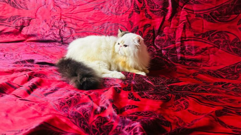 ৬২ হাজার টাকায় কেনা বিড়াল অসুস্থ, টাকা ফেরত দিতে  আইনি নোটিশ